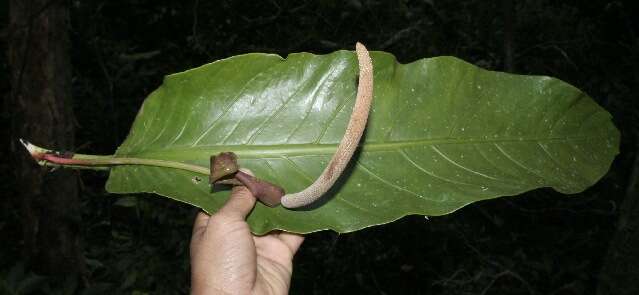 Image of Anthurium spectabile Schott