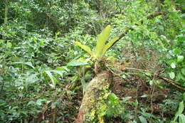 Image of Anthurium spectabile Schott