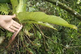 Image of Anthurium spectabile Schott