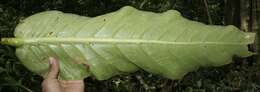 Image of Anthurium spectabile Schott