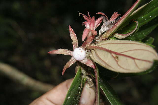 Image de Columnea querceti Oerst.