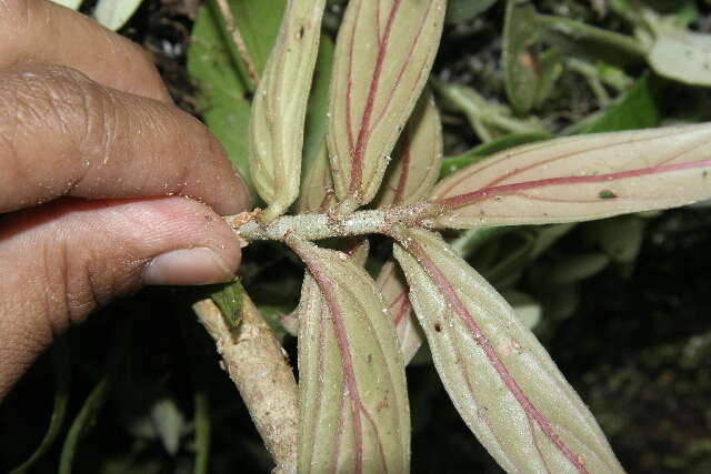 Image de Columnea querceti Oerst.