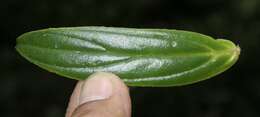 Image of Columnea querceti Oerst.