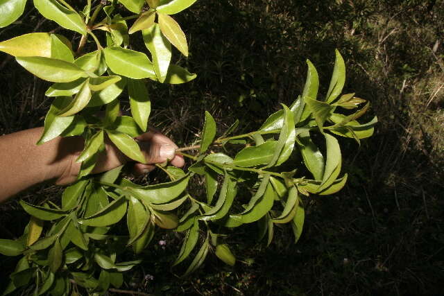 Image de Viburnum costaricanum (Oerst.) Hemsl.