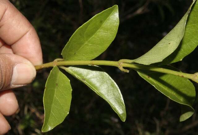 Image of Viburnum costaricanum (Oerst.) Hemsl.