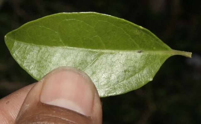 Image of Viburnum costaricanum (Oerst.) Hemsl.