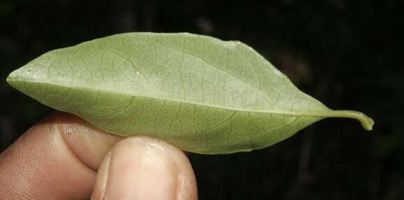 Image of Viburnum costaricanum (Oerst.) Hemsl.