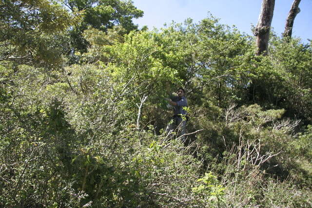 Image of Viburnum costaricanum (Oerst.) Hemsl.