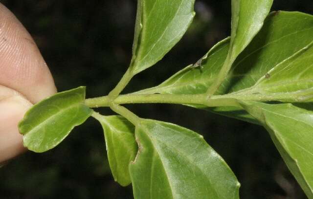 Image of Viburnum costaricanum (Oerst.) Hemsl.