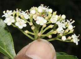 Image of Viburnum costaricanum (Oerst.) Hemsl.