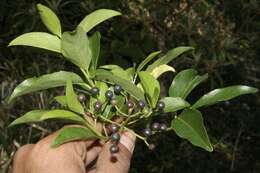 Image de Viburnum costaricanum (Oerst.) Hemsl.