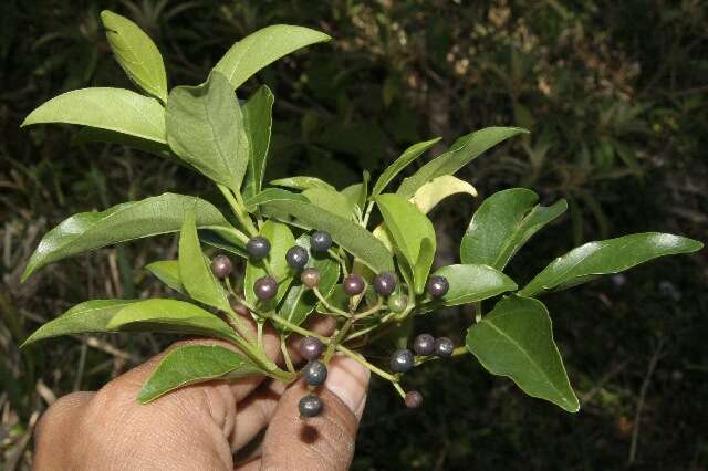 Image of Viburnum costaricanum (Oerst.) Hemsl.