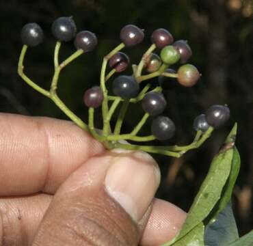 Image of Viburnum costaricanum (Oerst.) Hemsl.