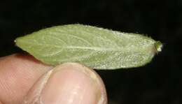 Image of Lepidaploa salzmannii (DC.) H. Rob.