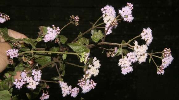 Image of lavender thoroughwort