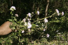 Image of lavender thoroughwort