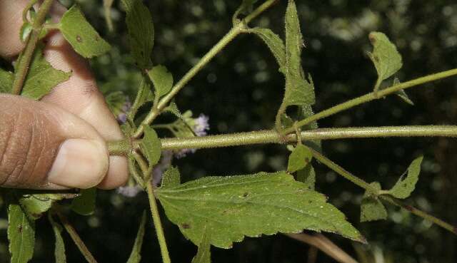 Image of lavender thoroughwort