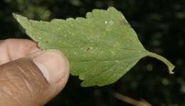 Image of lavender thoroughwort