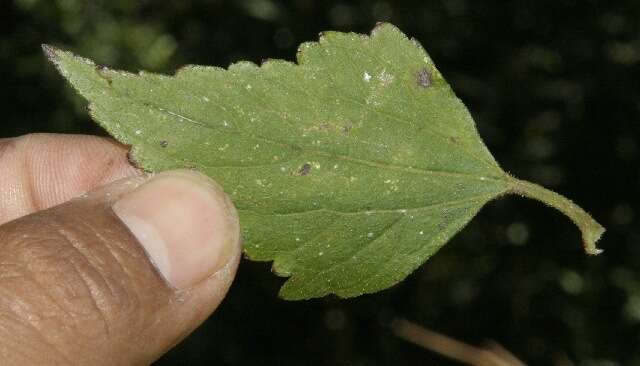 Image of lavender thoroughwort