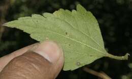 Image of lavender thoroughwort