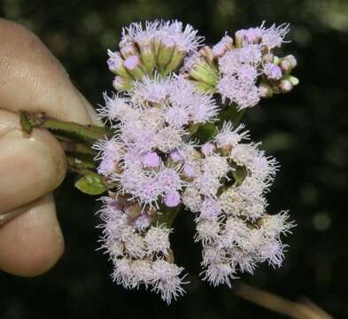 Image of lavender thoroughwort