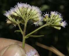 Image of lavender thoroughwort