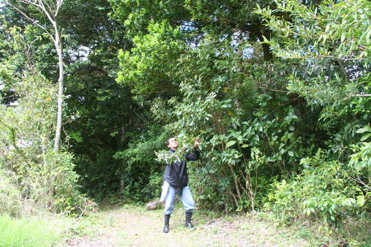 Image of Arachnothryx buddleioides (Benth.) Planch.