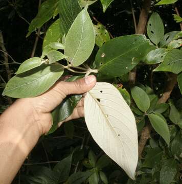 Image of Arachnothryx buddleioides (Benth.) Planch.