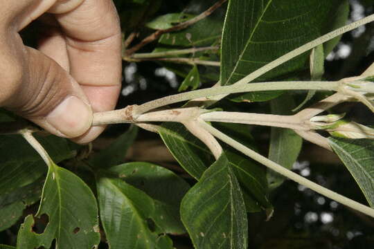 Image of Arachnothryx buddleioides (Benth.) Planch.