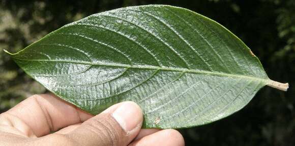 Image of Arachnothryx buddleioides (Benth.) Planch.