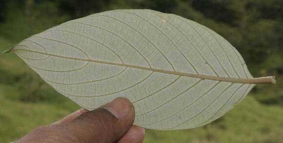 Image of Arachnothryx buddleioides (Benth.) Planch.