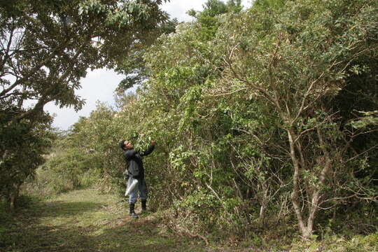 Arachnothryx buddleioides (Benth.) Planch. resmi