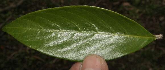 Image of Arachnothryx buddleioides (Benth.) Planch.