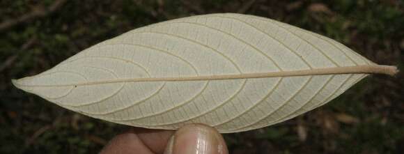 Image of Arachnothryx buddleioides (Benth.) Planch.