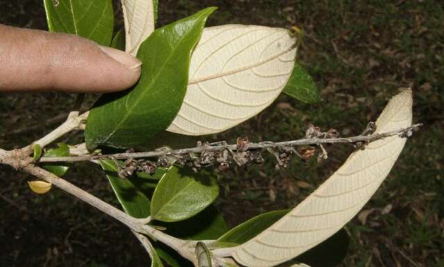 Arachnothryx buddleioides (Benth.) Planch. resmi