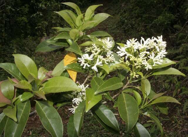 Image of Chionanthus panamensis (Standl.) Stearn