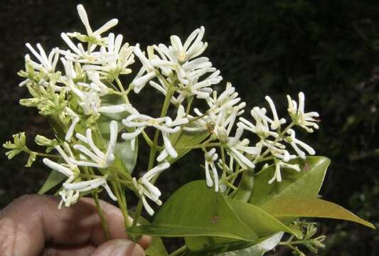 Image of Chionanthus panamensis (Standl.) Stearn