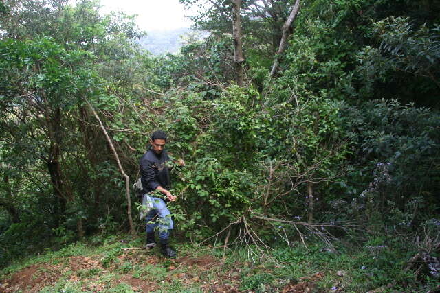 Image de Rubus urticifolius Poir.