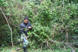 Image de Rubus urticifolius Poir.