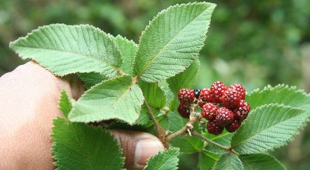 Image de Rubus urticifolius Poir.