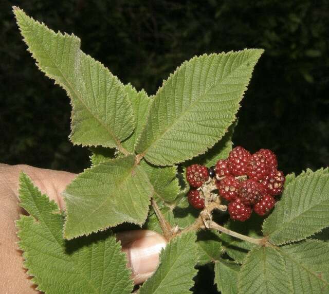 Image de Rubus urticifolius Poir.