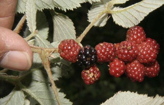 Image de Rubus urticifolius Poir.