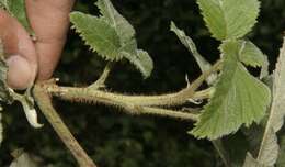 Image de Rubus urticifolius Poir.