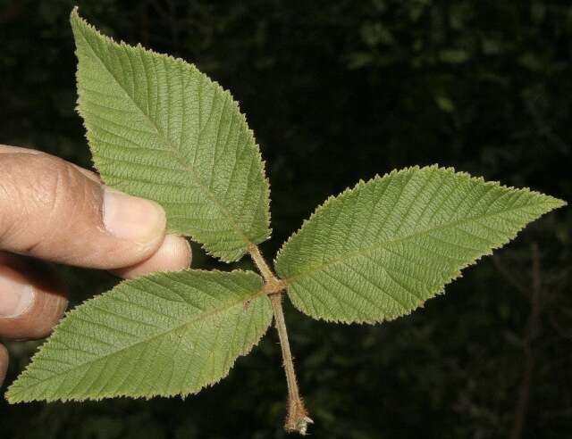 Image de Rubus urticifolius Poir.