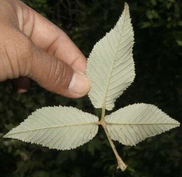 Image de Rubus urticifolius Poir.