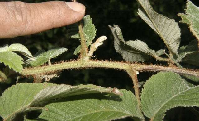 Image de Rubus urticifolius Poir.