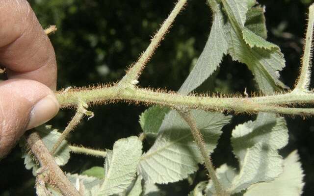 Image de Rubus urticifolius Poir.