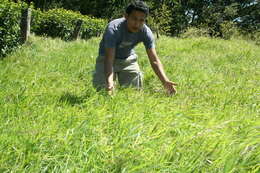 Image of African Bermudagrass