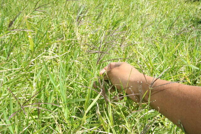 Image of African Bermudagrass