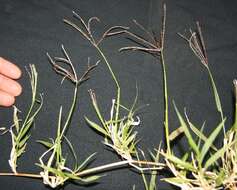 Image of African Bermudagrass